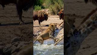🦁 LION vs GIRAFFE ⚔️ Giant Falls in the Wild! #lionhunt #naturebattle #africansafari
