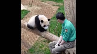 看辉宝是如何把宋宝哄好的#大熊猫辉宝 晓晓‘’