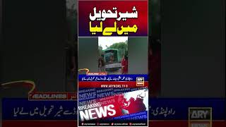 Lion Taken Into Custody #lion #punjab #rawalpindi #shorts #ytshorts #youtubeshorts #arynews