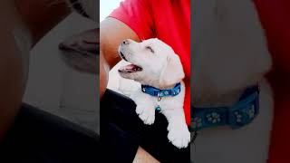 Cute pet comdey #trickster #petcomedy #doglover #petlover #cutepuppy #labradorpuppy #cutedog #dog