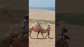 Discover Japan's Hidden Desert  Tottori #exploresion #litledubai #sanddunes  #sand #museum #explore