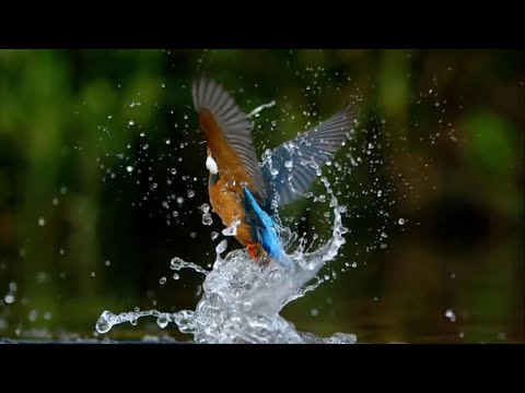 Most Beautiful Birds