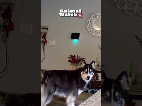 😂 The bigger dog the bigger the mess! #Funny #CCTV #Dog
