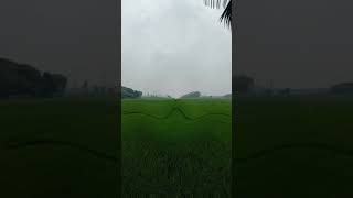 green agriculture shots video#viralvideo #shotsyoutubevideo #2023shots #subscribe #youtube