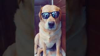 smart dog leo❤ #shorts