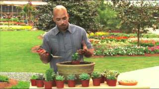 How to Plant a Succulent Bowl Garden