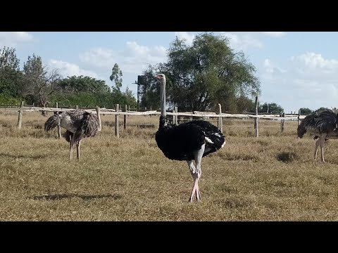 SIKU YA KWANZA RUTO KUPANDA NDEGE 🔥✈️OSTRICH FARM