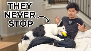 3 Mistakes People Make With High-Energy Dogs