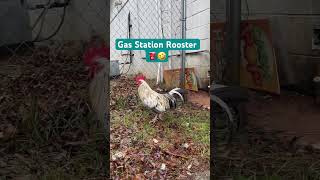 Country Living 🐓 #farmfriends #animals #rooster #chicken #cute #farm #gasstation #gas #store