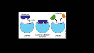 Enzyme Basics