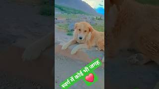🔥#pets #love #funnyvideos #tiktok #mrbeast
