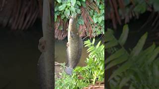 This is what happens when the fishing spot is still maintained, there are lots of local big catfi...