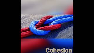 Adhesion and Cohesion of Water 