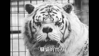 魯蛋-森林之王(Diss 林孟辰)