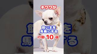 飼い主をバカにするチワワだけこの行動をします