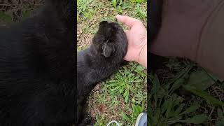 地域猫、黒ちゃん#野良猫保護#救助#Stray cat protection #rescue