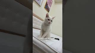 《我成為寵物保母的這些日子｜最溫柔也最辛苦的陪伴》