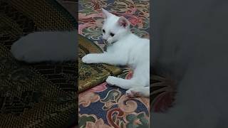 cute kitten#FunnyCats #CuteKittens #ChonkyCat #CatFails #ViralCat #meow#shorts