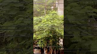 #rain #june #pavanitalks18 #varshamam