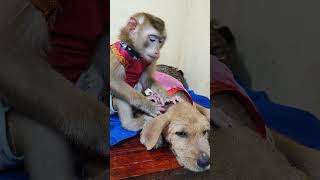 Cat Tries To Ignore Monkey #monkey #animals #cute #monkeyvideo #babymonkey #bestvideos #shorts