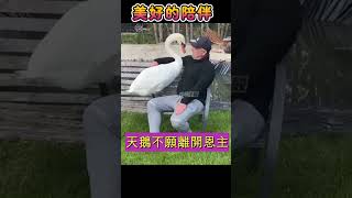 美好的陪伴-天鵝與恩人#心理健康 教育 #生命 解碼 # 解碼 生命 #真人show影片 #可愛老頭 #生活 情趣 # 搞笑視頻 動物 # 妙人妙事# 妙人 妙事