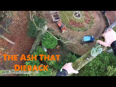 The Ash That Dieback