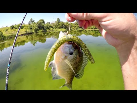 Sight Fishing Clear Water Summer Time Bass!