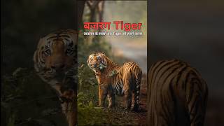 Tadoba का रहस्यमय Tiger - Bajrang || True Story Of Bajrang Tiger || #short