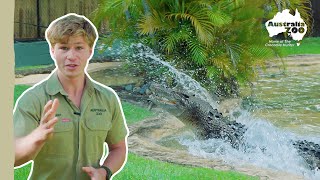 Robert's Croc Profiles - Agro | Australia Zoo Life