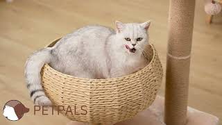 PetPals Cozy V2 Cat Tree (PP200155) Play Video