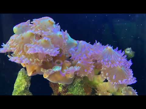 Duncan and Elegance Coral
