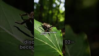 Bizarre Bug Battles Unveiled