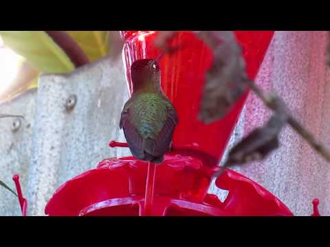 PICAFLOR CHICO, CHILE. HUMMINGBIRD