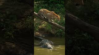 Amazing Wild Life #aianimals #ai #naruto #anime #animal #facts #family #nature