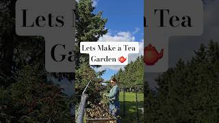 Make a tea garden 🫖💐 here I planted peppermint, spearmint, lemon grass, and lemon verbena