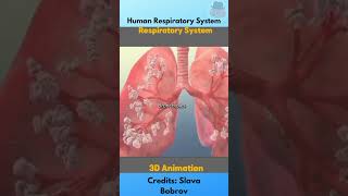Human Respiratory System #scicomm #respiration