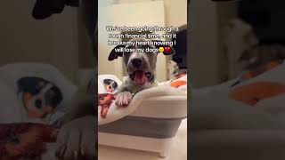 Please stay and support🙏❤️ #dogs #dogsofinstagram #shelterdogs #viral