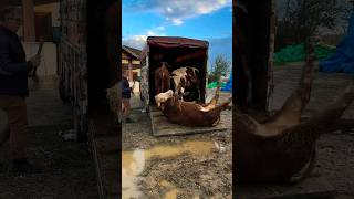 Sapi Lucu Terguling, Lembu Jinak, pedet super #sapi #lembu #cow #sapilucu #sapijumbo