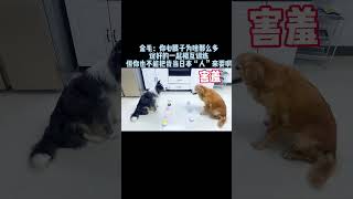 #萌宠#边牧#金毛#萌宠出道计划
