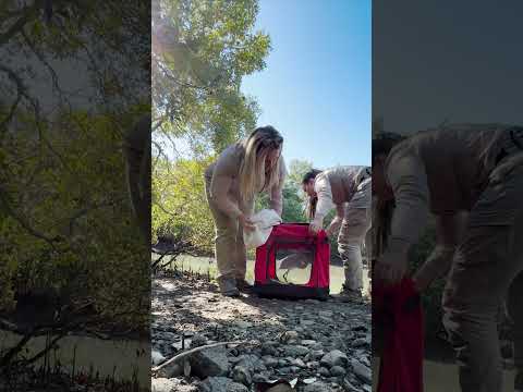 Rescue Diaries | Poor Egret in quite a tangle