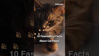 10 Mind-Blowing Cat Paw Facts! 🙀 #Shorts #Catspaws #Catfacts