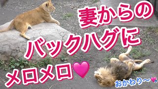 《旭山ライオン＆トラ》惚れてまうやろ〜🩷妻にメロメロ夫。トラのザリアと一緒にお隣を観察。オリトイオ＆ザリアファミリー/vol676Lion husband is crazy about wife