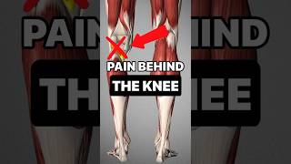 Pain Behind The Knee ⚠️ This Is The Cause 🫢
