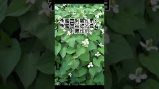 秋季抗流感 食療系列 1 - 魚腥草 利尿作用