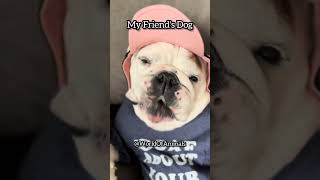 My Friend's Dog VS My Dog - Part 30 #pets #funny #cute #dog #myfriend #cutedog #animals #crazy