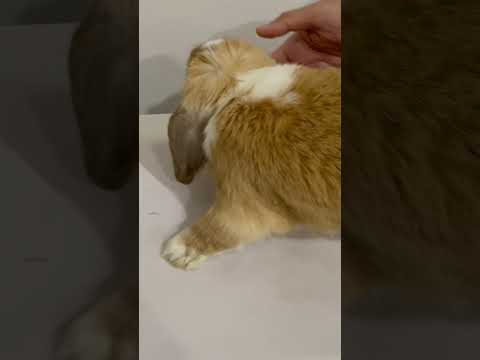 Pet Rabbit Expenses In Australia 🐇 | ఆస్ట్రేలియాలో పెంపుడు కుందేలు ఖర్చులు 🐇 #pets #rabbit #telugu