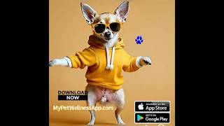 🐶💃 “I Played This Beat… and My Dog Turned Into a Backup Dancer 😭🔥”