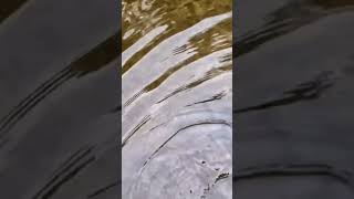 Truite sauvage #nature #trout #flyfishing #bigfish #nokill #catchandrelease