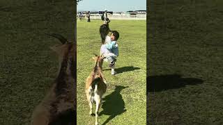 突然近ずいてきたヤギさんに驚いて逃げる姉弟(笑) #shorts #ワールド牧場