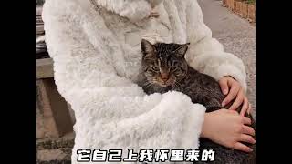 动物精彩瞬间#萌宠成精了 #宠物  #猫 #意想不到